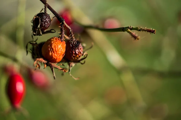 Macro View Beautiful Autumnal Ripe Rotten Rose Hips Fruit Warm — Stock Photo, Image