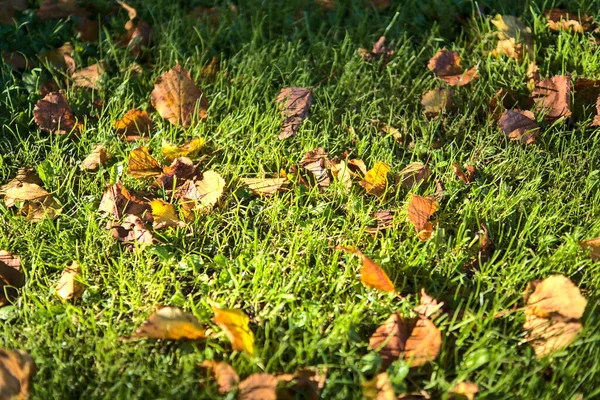 Piękne Jesienne Tło Żółtych Opadłych Liści Trawie Marlay Park Dublin — Zdjęcie stockowe