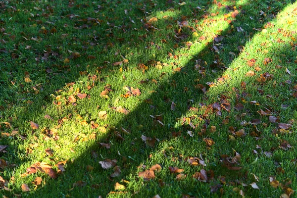 Sombra Tronco Árvore Caiu Grama Com Folhas Laranja Outono Belo — Fotografia de Stock