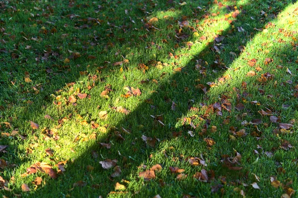 Ombra Tronco Albero Caduto Sull Erba Con Foglie Autunno Arancione — Foto Stock