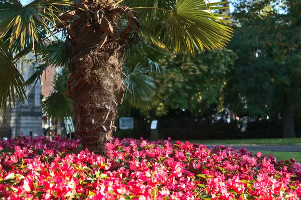 Vacker Huvudentré Till Stephens Green Park Med Blommor Säng Levande — Stockfoto
