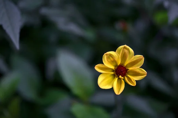 Schöne Einzelne Sternförmige Acht Blütenblätter Junge Herbstliche Gelbe Dahlie Honka — Stockfoto