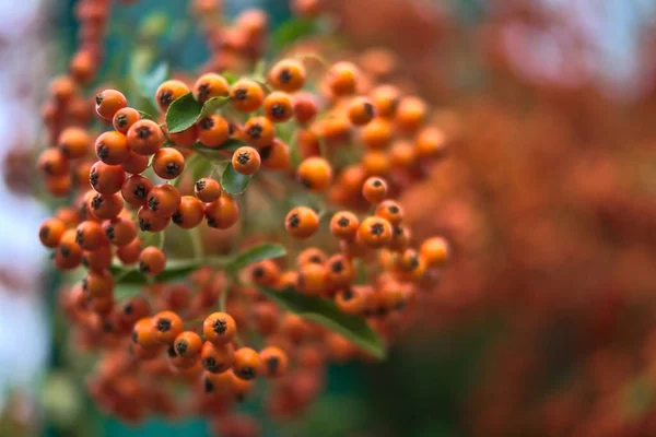 Niesamowita Jesień Dojrzałe Jagody Pomarańczowe Gałąź Rokitnika Hippophae Rhamnus Bokeh — Zdjęcie stockowe