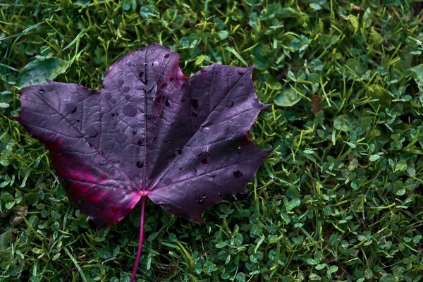 Beautiful single dark-purple autumn fallen leaf of Acer Platanoides Crimson King Norway maple tree on university campus, Dublin, Ireland — Stock Image Beautiful Single Dark Purple Autumn Fallen Leaf Acer Platanoides Crimson Royalty Free Stock Photos
