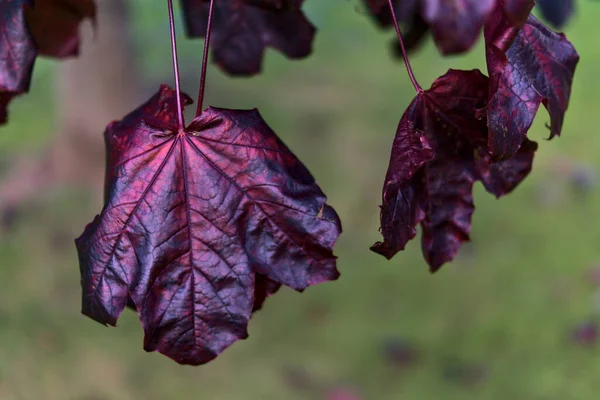 Beautiful dark-purple autumn leaves of Acer Platanoides Crimson King Norway maple tree on university campus, Dublin, Ireland — Stock Image Beautiful Dark Purple Autumn Leaves Acer Platanoides Crimson King Norway Stock Image