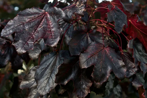 Branch of amazing dark-purple autumn leaves of Acer Platanoides Crimson King Norway maple tree on university campus, Dublin, Ireland — Stock Image Branch Amazing Dark Purple Autumn Leaves Acer Platanoides Crimson King Stock Photo