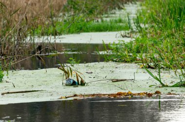 Suyun üzerinde yüzen eski plastik şişe