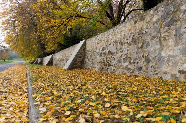Lots of yellow leaves next to stonewall — Stock Photo, Image