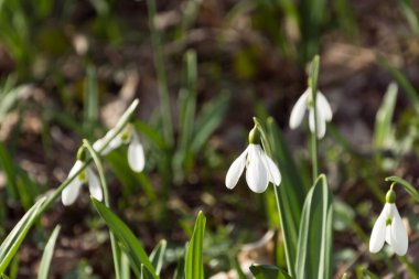 Makro görünümde birkaç kar damlası yaprağı