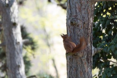 Sincap ağaca tırmanıyor.