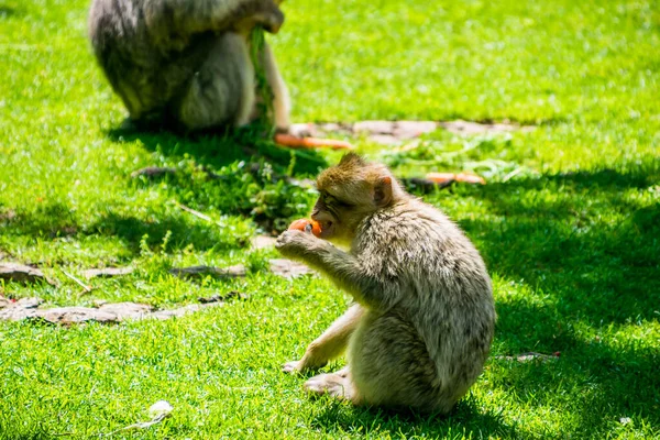 Macaco Berberiscos Magot Fotografiado Parque Animales —  Fotos de Stock