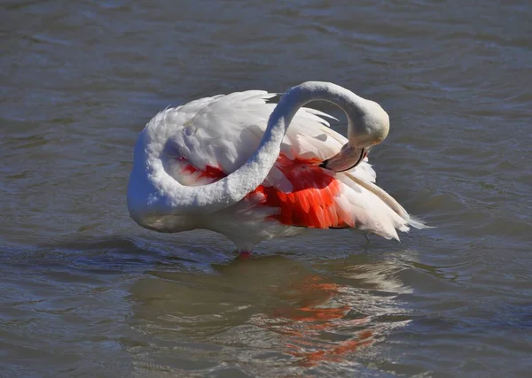 Vaaleanpunainen Flamingo Valokuvattu Sen Luonnollinen Elementti Camargue — kuvapankkivalokuva