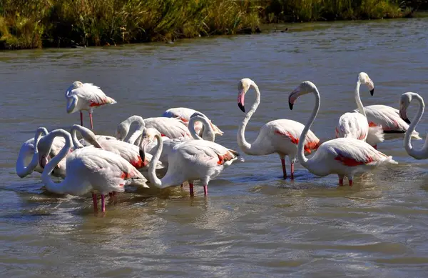 Vaaleanpunainen Flamingo Valokuvattu Sen Luonnollinen Elementti Camargue — kuvapankkivalokuva