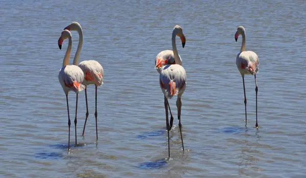 Flamingo Rosa Fotografado Seu Elemento Natural Camargue — Fotografia de Stock