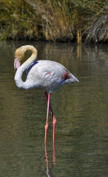 Vaaleanpunainen Flamingo Valokuvattu Sen Luonnollinen Elementti Camargue — kuvapankkivalokuva