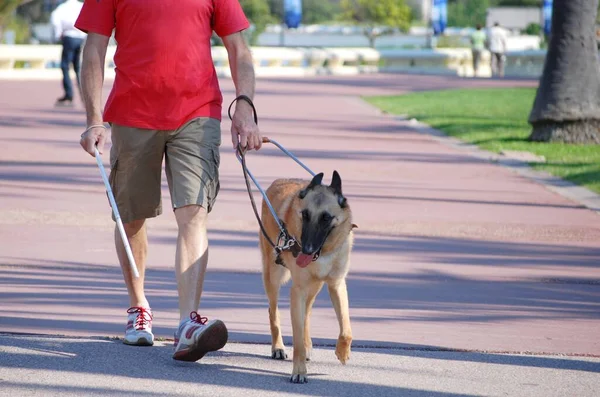 Cão Guia Para Cegos Liderando Seu Mestre Uma Rua — Fotografia de Stock