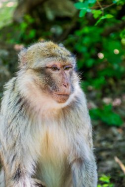 Bir hayvan parkında Barbar Makakka ya da Magot 'un fotoğrafı çekildi..