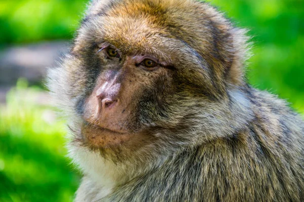 Macaco Bárbaro Magot Fotografado Parque Animal — Fotografia de Stock