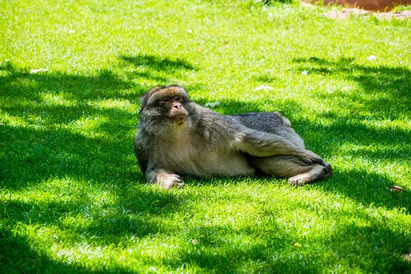 在动物公园拍摄的巴巴里金刚鹦鹉或马格特鹦鹉 — 图库照片