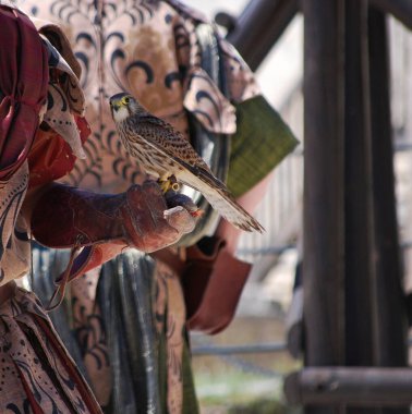 Şahininin eldivenindeki şahin.