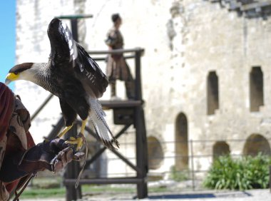 Caracara, tüneğinde.