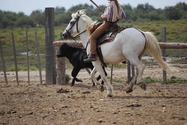 Gardianne Profile Camargue Bouches Rhne Gard Occitanie Frankrike — Stockfoto