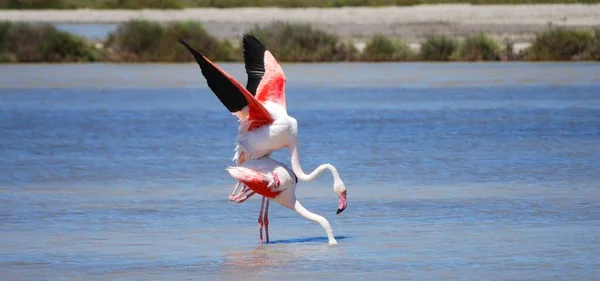 Воспроизведение Фламинго Естественной Среде — стоковое фото
