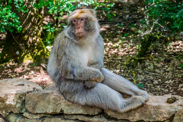 Barbary Macaque Tai Magot Valokuvattu Eläinpuistossa — kuvapankkivalokuva