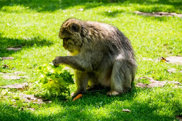 Macaco Barbaro Magot Fotografato Parco Animale — Foto Stock