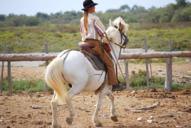 Fransa 'nın Occitanie bölgesindeki Gard' daki Camargue 'de Gargarane ve Boğa.