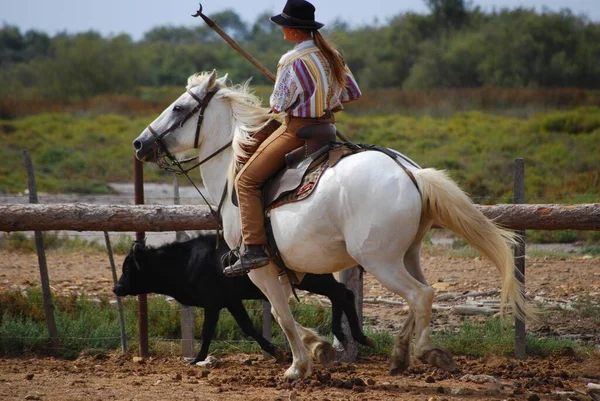 Die Gardiane Und Der Stier Der Camargue Gard Der Region — Stockfoto