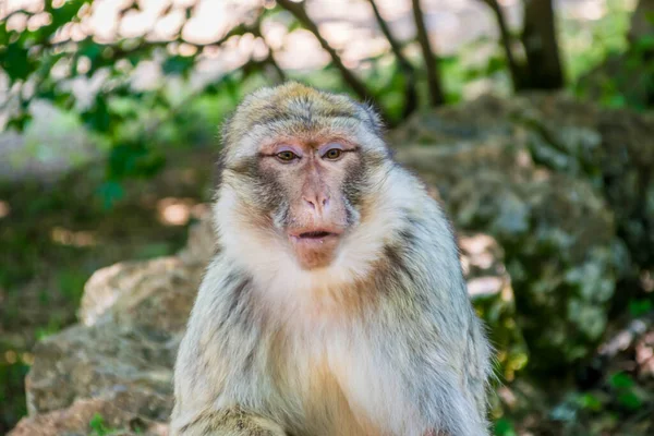 Macaco Berberiscos Magot Fotografiado Parque Animales — Foto de Stock