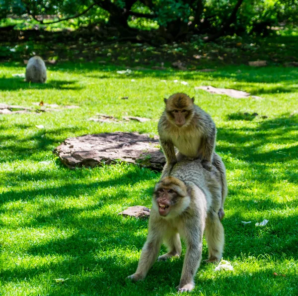 Macaco Berberiscos Magot Fotografiado Parque Animales —  Fotos de Stock