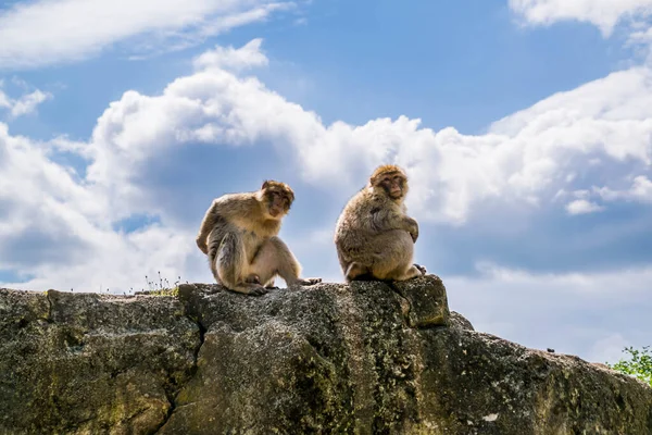 Barbary Macaque Magot Φωτογραφήθηκε Ένα Πάρκο Ζώων — Φωτογραφία Αρχείου
