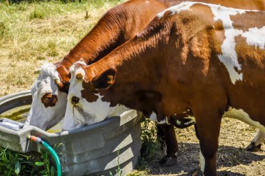 Two cows in a pasture drinking from a watering trough. clipart