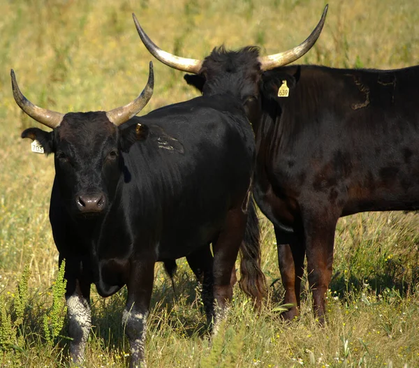 Observateurs Vaches Camargue Dans Sud France — Photo