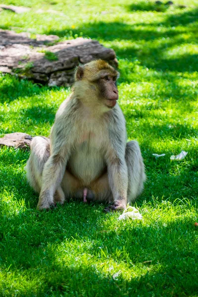 Macaco Barbaro Magot Fotografato Parco Animale — Foto Stock