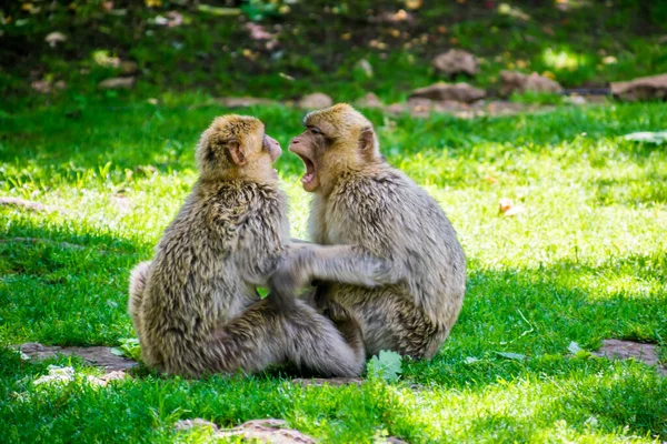 Macaco Barbaro Magot Fotografato Parco Animale — Foto Stock