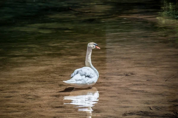 雄大な白鳥が湖の穏やかな水の上を泳いでいる — ストック写真