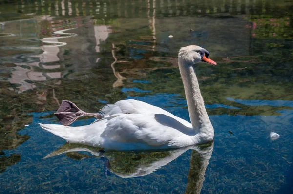 雄大な白鳥が湖の穏やかな水の上を泳いでいる — ストック写真