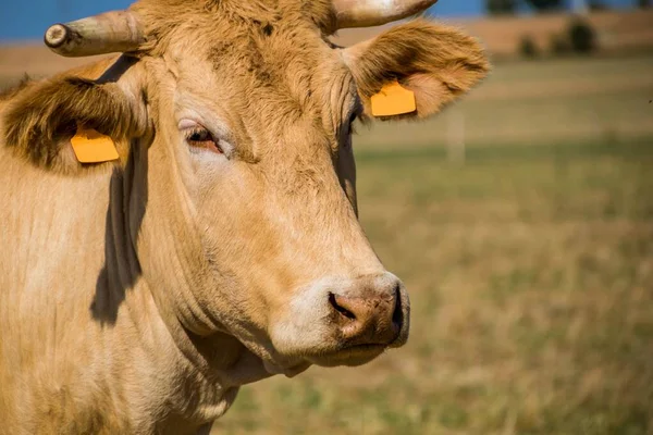 Vache Photographiée Dans Campagne Française — Photo