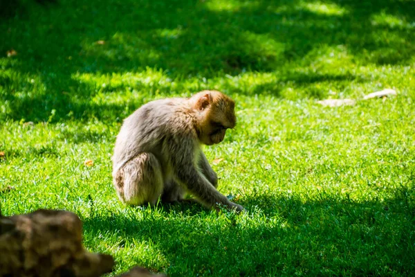Macaco Barbaro Magot Fotografato Parco Animale — Foto Stock