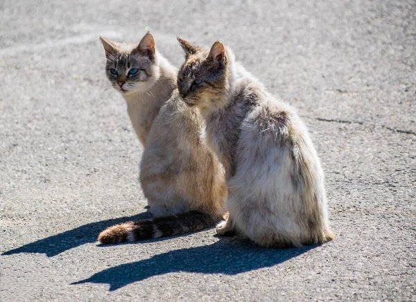 Gato Fotografado Durante Caminhadas — Fotografia de Stock