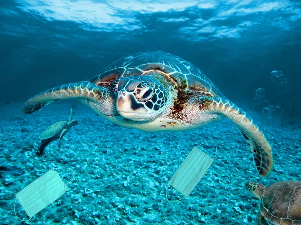 Pollution in ocean, overuse of  masks, turtle going to eat mask