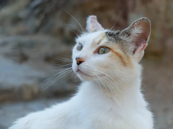 在西班牙到处乱跑的自由猫之一 野绿美丽的眼睛 — 图库照片