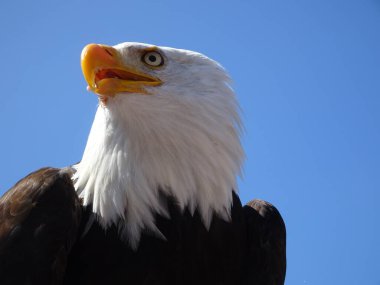 Görkemli kel kartalın başı. Yırtıcı kuş. Mavi gökyüzü. Haliaeetus leucocephalus. Amerikan Kartalı.