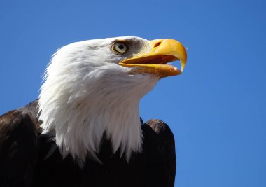 Görkemli kel kartalın başı. Kuş. Mavi gökyüzü. Haliaeetus leucocephalus. Amerikan Kartalı.