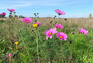 Çayırda pembe çiçekler. Hollanda 'da bir yerlerde, neredeyse her yerde mutlak bir ufuk çizgisi olan bir ülke..