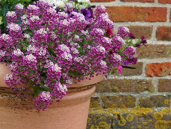 Flores Brancas Roxas Pote Frente Uma Parede Tijolo Velho Alyssum — Fotografia de Stock