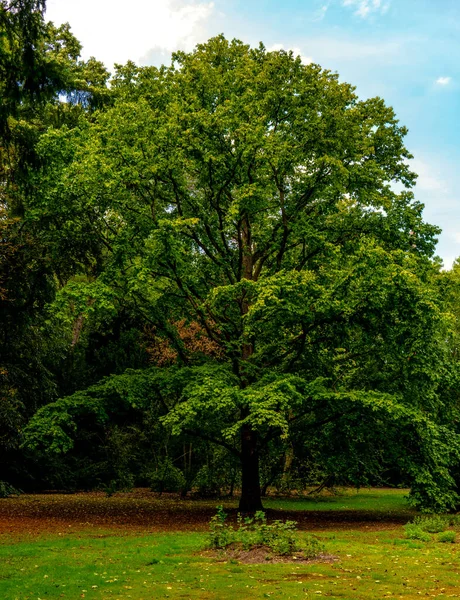 Krásný Opadavý Strom Městském Parku Německu Světlý Den Konci Léta — Stock fotografie